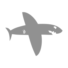 Shark Airplane 