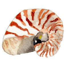 Watercolor Shell Sticker