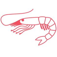 Shrimp
