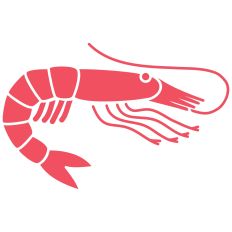Shrimp