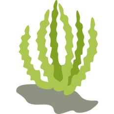 cute seaweed