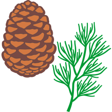 pine cone and pine branch