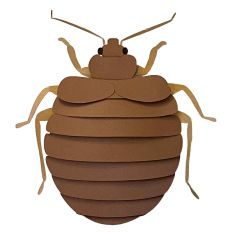 Bed Bug Female