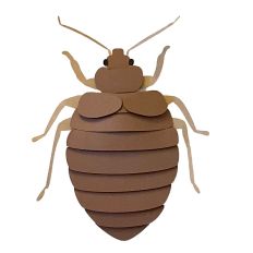 Bed Bug Male