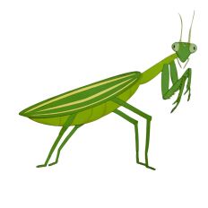 Praying Mantis Bug