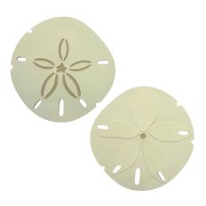 Sand Dollar