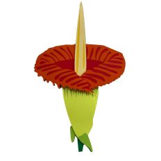 Corpse Flower (Titan arum)