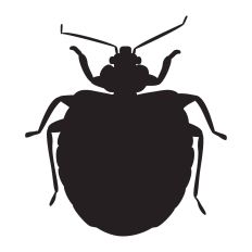 Bed Bug Female Silhouette