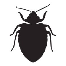 Bed Bug Male Silhouette
