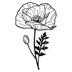 Single Poppy Flower