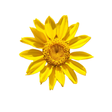 Single Daisy A4 Print and Cut