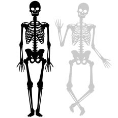 Poseable Skeleton