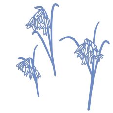 Bluebell Flowers