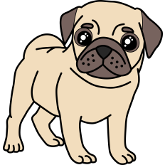 Pug Puppy