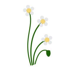 Strawberry flowers