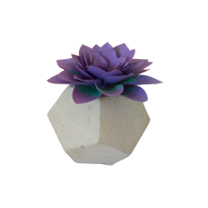 Succulent 05