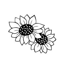 Two Sunflowers 