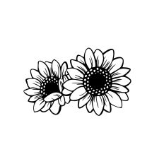 Two Sunflowers 