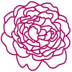 Summer Rose in Bloom