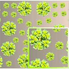 Sun Spurge Pattern