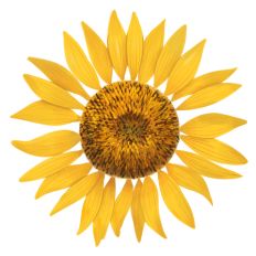 Sunflower Print & Cut