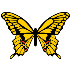 Swallowtail Butterfly