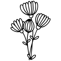Daisies