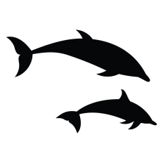 Dolphins Jumping