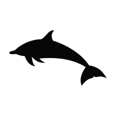 Dolphin Jumping 