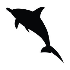 Dolphin Swimming