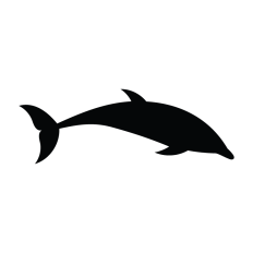 Dolphin Breaching