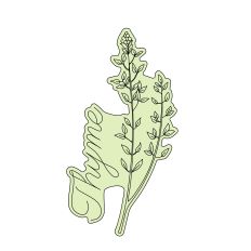 Thyme Herbal Sketch