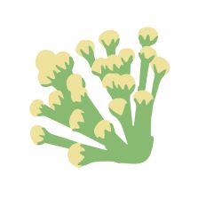 Tiny Flower Buds 3