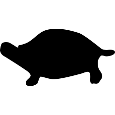 Tortoise