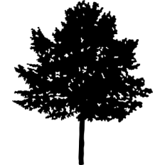 Maple Tree Sapling Silhouette