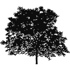 Magnolia Tree Silhouette