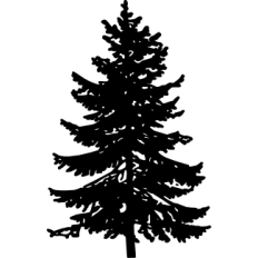 Birch Tree Silhouette