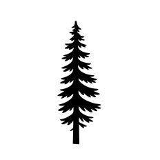 Tall pine tree