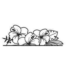 Hibiscus border