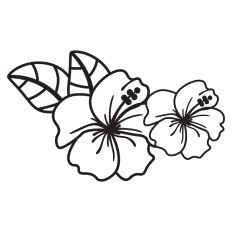 Hibiscus flowers