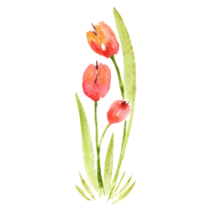 Watercolor Tulips