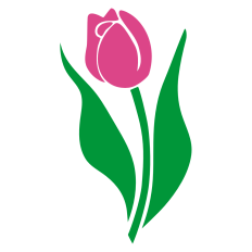 Tulip Flower