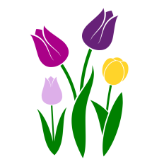 Tulips