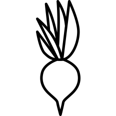 Turnip Outline