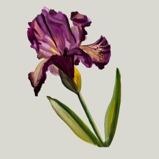 Single Iris Watercolor Print and Cut Design