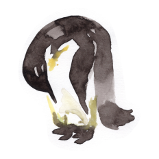 Watercolor Penguin