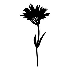 Wildflower