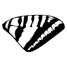 Zebra Wing Butterfly